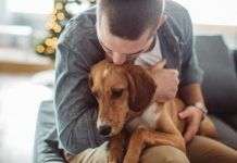 Perros con excesivo apego, como trabajar con ellos