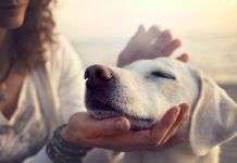 El amor y el cariño en los perros