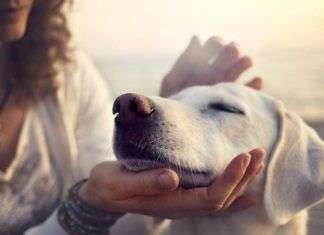 El amor y el cariño en los perros