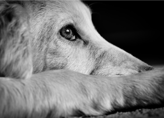 Los perros y el encierro