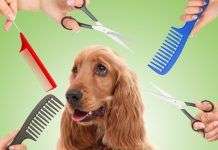Como mantener de manera optima el pelaje de tu perro