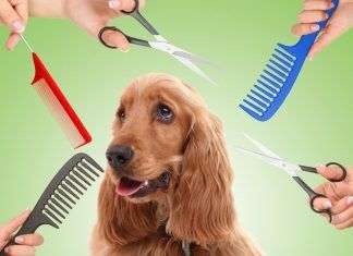Como mantener de manera optima el pelaje de tu perro