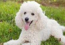 Datos curiosos sobre el caniche