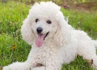 Datos curiosos sobre el caniche