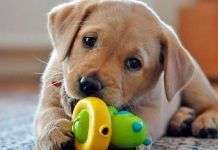 La mejor manera de comenzar a educar un perro cachorro