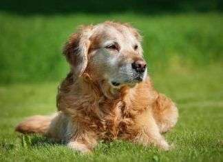 Cuidados para perros mayores