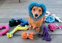Accesorios imprescindibles para perros
