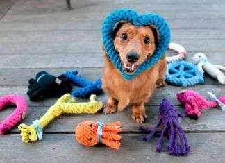 Accesorios imprescindibles para perros