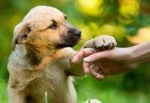 La importancia de un buen adiestrador de perros