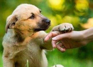 La importancia de un buen adiestrador de perros