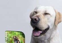 Por qué recomiendo el curso online de adiestramiento canino Educanino