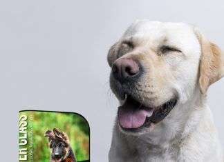 Por qué recomiendo el curso online de adiestramiento canino Educanino