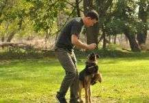 Consejos para adiestrar a tu perro