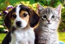 Nuestros convivientes más cercanos | Cuida de tu mascota adopciones de gatos y perros