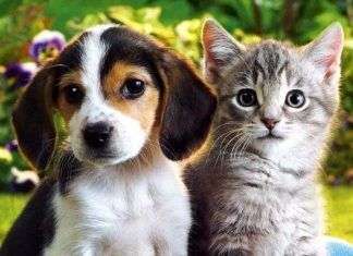 Nuestros convivientes más cercanos | Cuida de tu mascota adopciones de gatos y perros