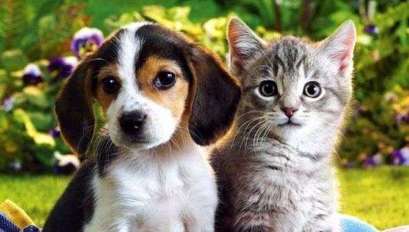 adopciones de gatos y perros