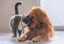 La convivencia entre perros y gatos