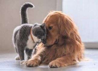 La convivencia entre perros y gatos