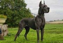 4 enormes razas de perros