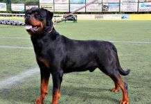 Rottweiler, una raza con historia