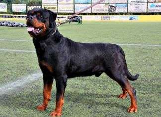 Rottweiler, una raza con historia