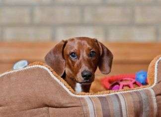 Accesorios para que tu cachorro sea feliz