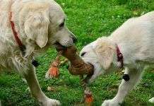 Jugar con mascotas, diversión y sentimientos