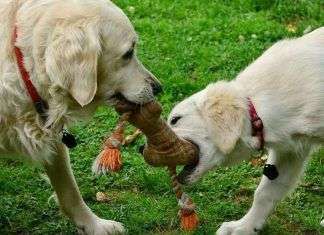 Jugar con mascotas, diversión y sentimientos