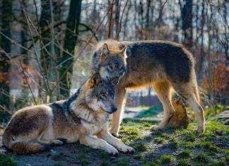 Las diferencias entre perros y lobos