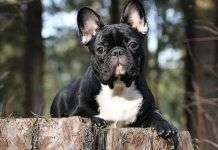 El bulldog francés, un perro simpático y fácil de cuidar