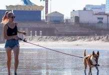 Mi perro escapa al soltarlo: cómo pasear a tu perro sin fallar en el intento como pasear a tu perro