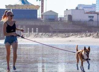 Mi perro escapa al soltarlo: cómo pasear a tu perro sin fallar en el intento como pasear a tu perro