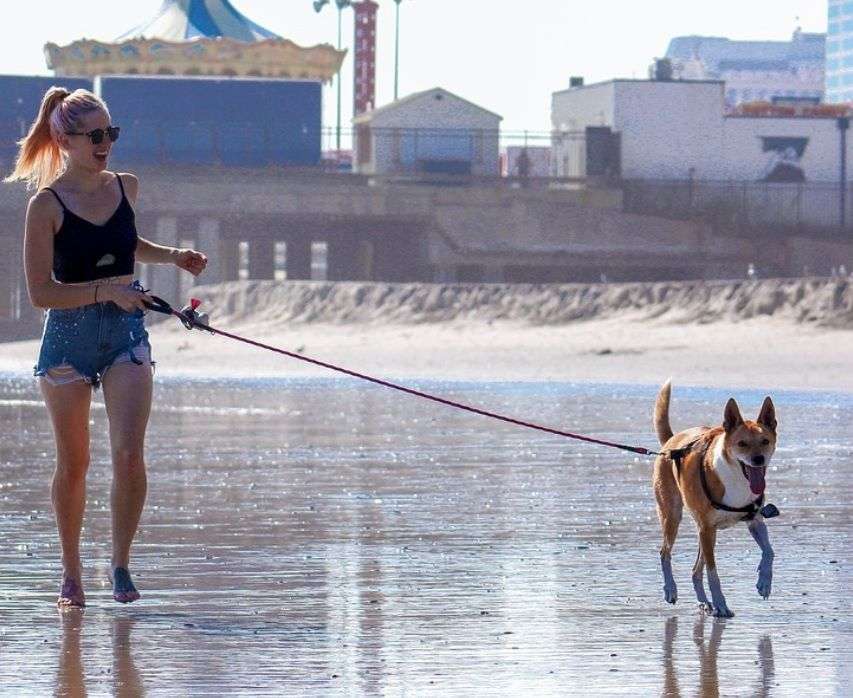 como pasear a tu perro