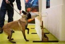 Perros entrenados para detectar COVID