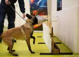 Perros entrenados para detectar COVID