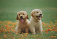 Consejos para convivir con perros