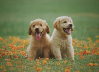 Consejos para convivir con perros