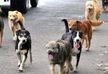 ¿Qué hacer si encontramos un perro abandonado?