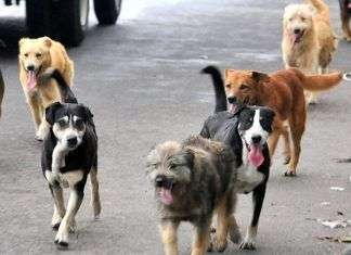 ¿Qué hacer si encontramos un perro abandonado?