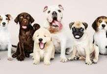 Razas de perros alrededor del mundo