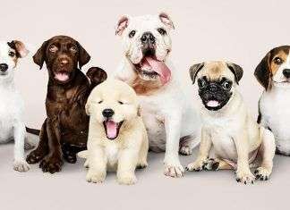 Razas de perros alrededor del mundo