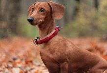 Los perros salchicha y sus principales rasgos