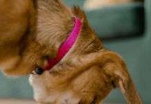 La correcta alimentación de los perros