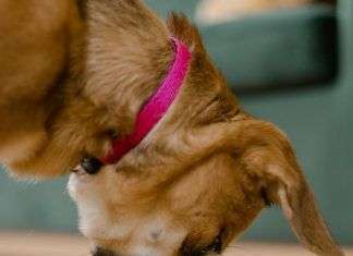 La correcta alimentación de los perros
