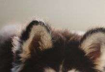 Razas de perros: Husky siberiano