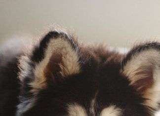 Razas de perros: Husky siberiano