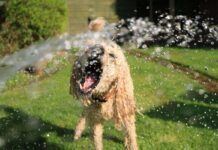 Perros difíciles de criar