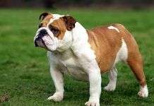 Datos sobre la raza Bulldog Cómo educar a mi mascota? Estos consejos te sacarán de apuros