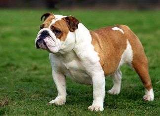 Datos sobre la raza Bulldog Cómo educar a mi mascota? Estos consejos te sacarán de apuros