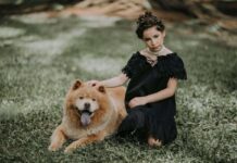 Chow Chow, una raza muy querida